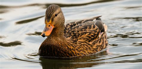 Ente Miluttan .